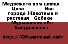 Медвежата пом шпица › Цена ­ 40 000 - Все города Животные и растения » Собаки   . Мурманская обл.,Кандалакша г.